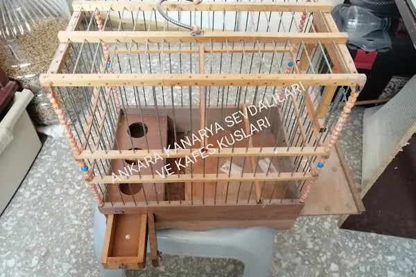 (CEYLAN PETSHOP) ANKARA KANARYA SEVDALILARI VE KAFES KUSLARI - Resim 7