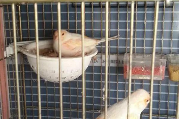 (CEYLAN PETSHOP) ANKARA KANARYA SEVDALILARI VE KAFES KUSLARI - Resim 10