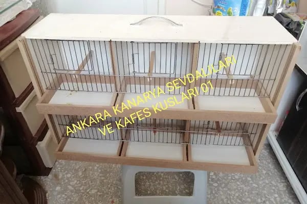 (CEYLAN PETSHOP) ANKARA KANARYA SEVDALILARI VE KAFES KUSLARI - Resim 12