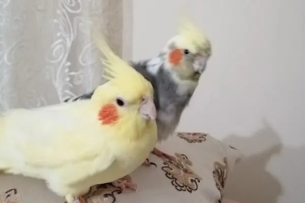 (CEYLAN PETSHOP) ANKARA KANARYA SEVDALILARI VE KAFES KUSLARI - Resim 6