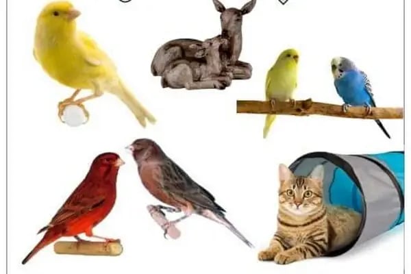 (CEYLAN PETSHOP) ANKARA KANARYA SEVDALILARI VE KAFES KUSLARI - Resim 5