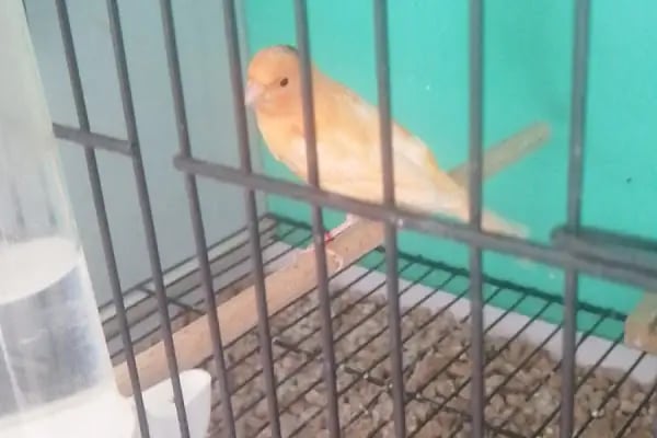 (CEYLAN PETSHOP) ANKARA KANARYA SEVDALILARI VE KAFES KUSLARI - Resim 18