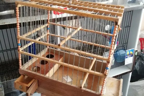(CEYLAN PETSHOP) ANKARA KANARYA SEVDALILARI VE KAFES KUSLARI - Resim 4