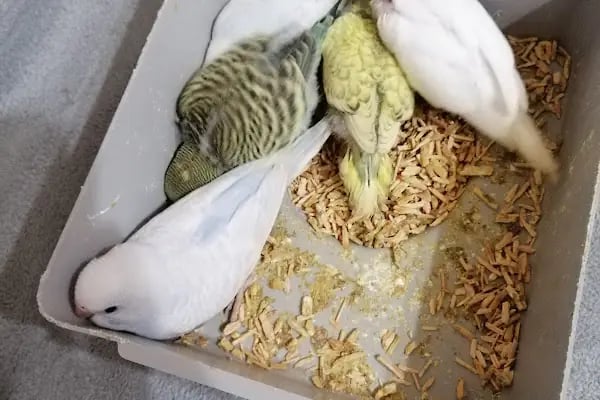 (CEYLAN PETSHOP) ANKARA KANARYA SEVDALILARI VE KAFES KUSLARI - Resim 8