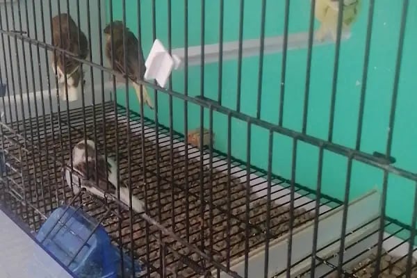 (CEYLAN PETSHOP) ANKARA KANARYA SEVDALILARI VE KAFES KUSLARI - Resim 15