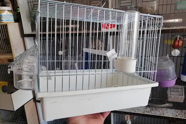 (CEYLAN PETSHOP) ANKARA KANARYA SEVDALILARI VE KAFES KUSLARI - Resim 19