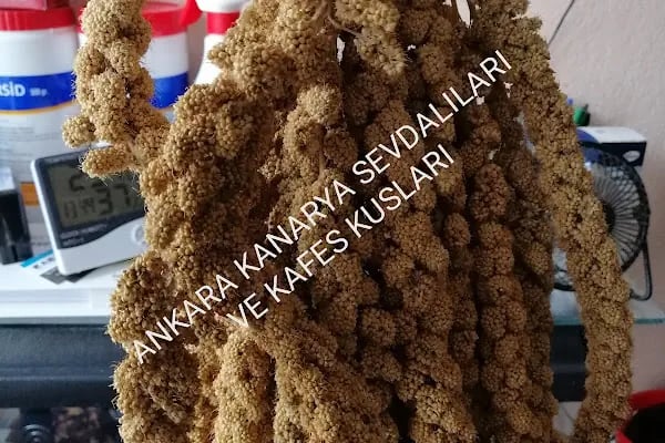 (CEYLAN PETSHOP) ANKARA KANARYA SEVDALILARI VE KAFES KUSLARI - Resim 17