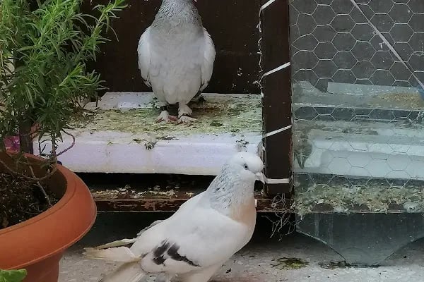 (CEYLAN PETSHOP) ANKARA KANARYA SEVDALILARI VE KAFES KUSLARI - Resim 13