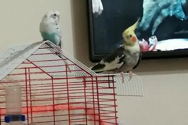(CEYLAN PETSHOP) ANKARA KANARYA SEVDALILARI VE KAFES KUSLARI - Resim 9