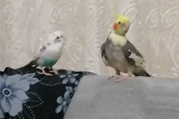 (CEYLAN PETSHOP) ANKARA KANARYA SEVDALILARI VE KAFES KUSLARI - Resim 3
