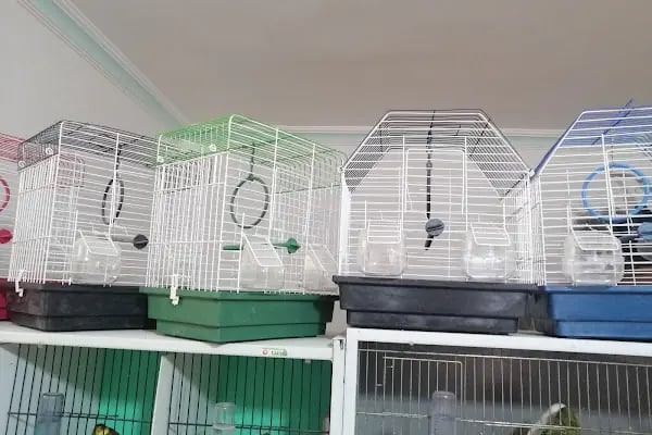 (CEYLAN PETSHOP) ANKARA KANARYA SEVDALILARI VE KAFES KUSLARI - Resim 1