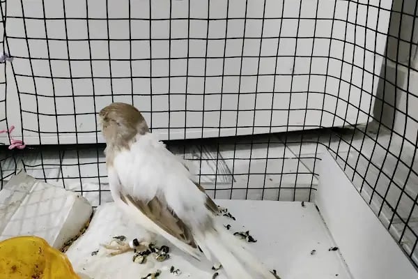 Kankam Petshop - Resim 11