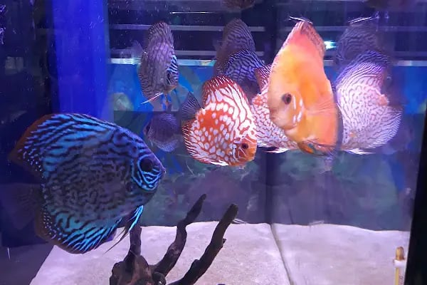 Kankam Petshop - Resim 14