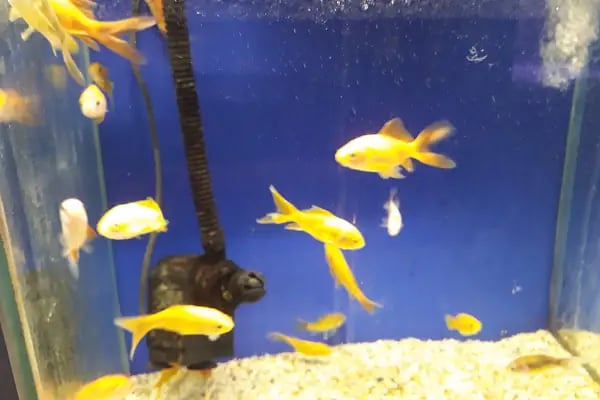 Kankam Petshop - Resim 19
