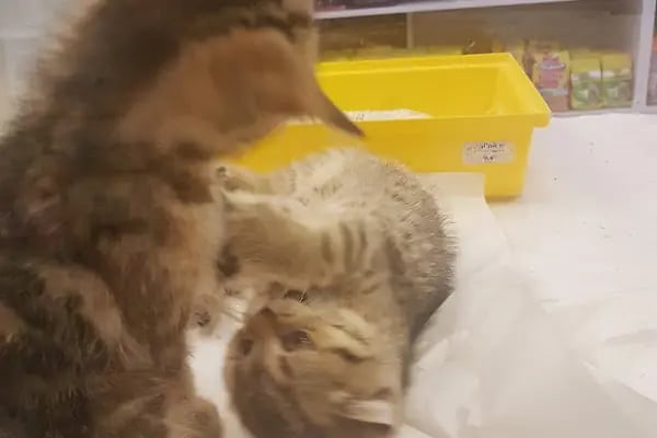 Kankam Petshop - Resim 18