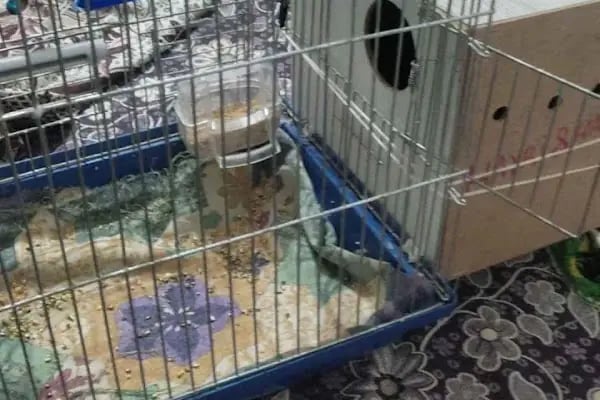 Kankam Petshop - Resim 4