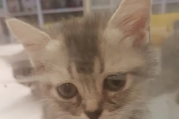 Kankam Petshop - Resim 17