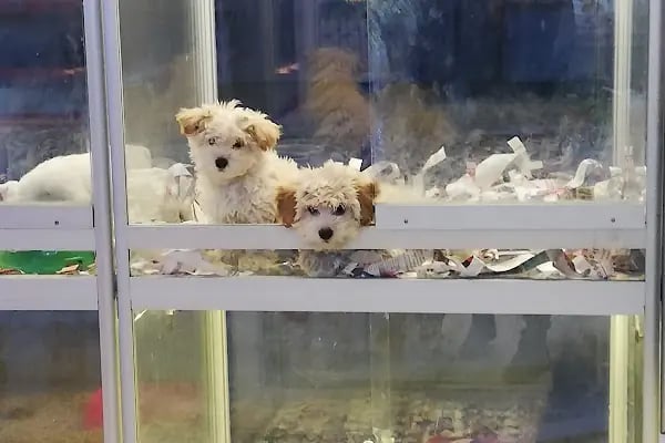 Kankam Petshop - Resim 2