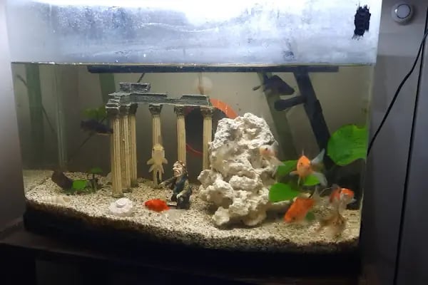 Kankam Petshop - Resim 6