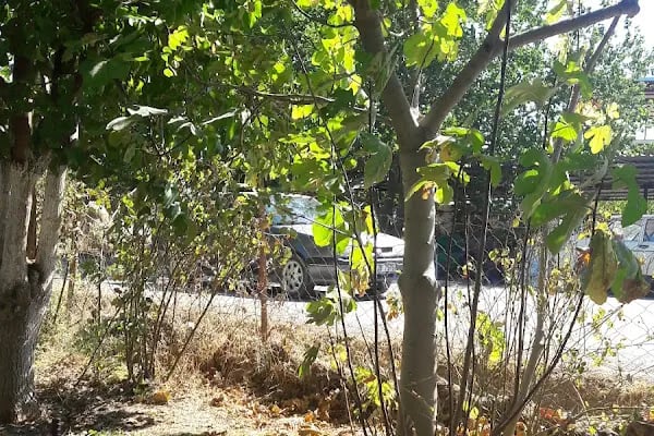 Harman Yeri Karadeniz Kahvaltı Salonu - Resim 19