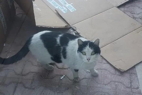 Pati Veteriner Kliniği İbrahimli - Resim 12