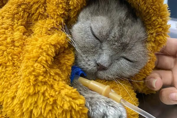 Pati Veteriner Kliniği İbrahimli - Resim 2