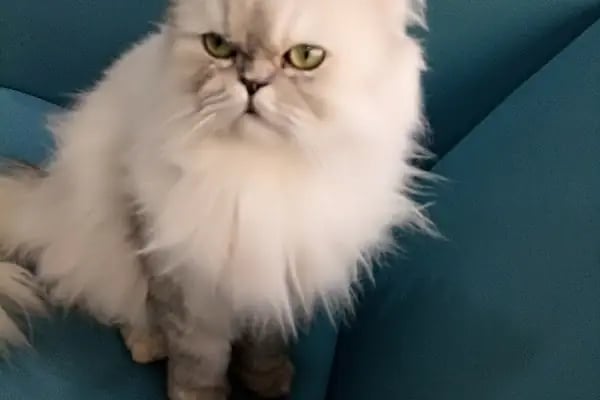 Pati Veteriner Kliniği İbrahimli - Resim 11