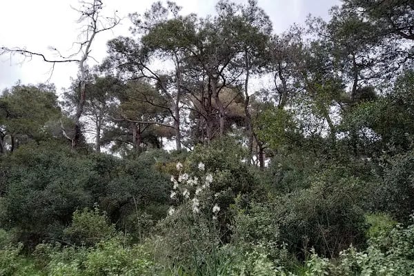 Kangelaris Ailesi Anıt Mezarı - Süslü Mezar - Resim 8