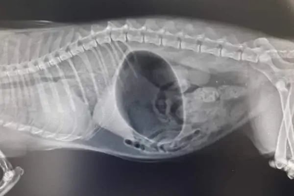 Equipet Veteriner Kliniği (Çerkezköy) - Resim 8