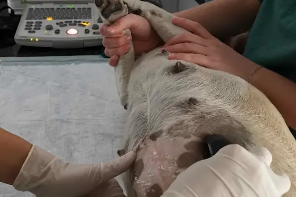 Equipet Veteriner Kliniği (Çerkezköy) - Resim 9