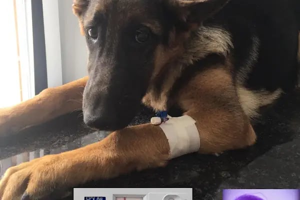 Equipet Veteriner Kliniği (Çerkezköy) - Resim 7