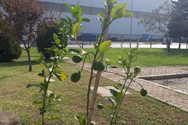 BUSEB Serbest Bölge Kurucu Ve İşleticisi Aş - Resim 6