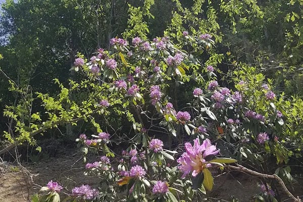 Beşkayalar Tabiat Parkı - Resim 19