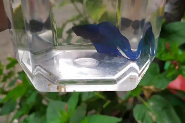 Üstün petshop - Resim 7