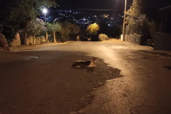 Su Altı Arkeoleji Enstitüsü - Resim 4