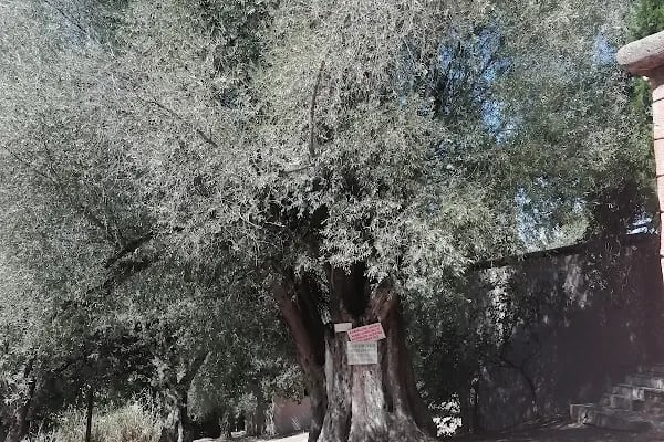 KaracaAhmet Türbesi - Resim 5