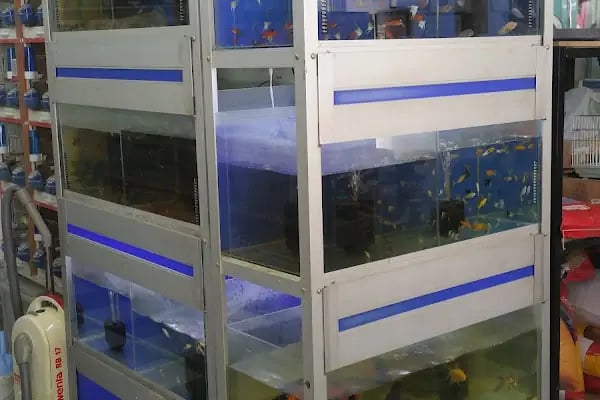 ALİŞ PET SHOP - Resim 17