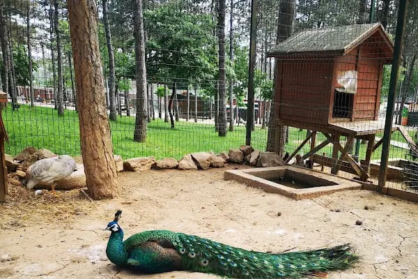 Park Of İstanbul Doğa ve Yaşam Kompleksi | Çekmeköy Hayvan Rehabilitasyon Merkezi - Resim 11