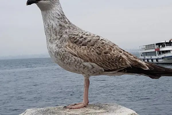 Büyükada KUMPİR - Resim 18