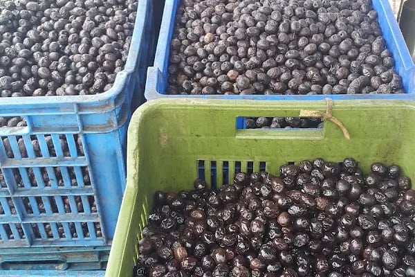 Gemlik Zeytin Hali - Resim 10