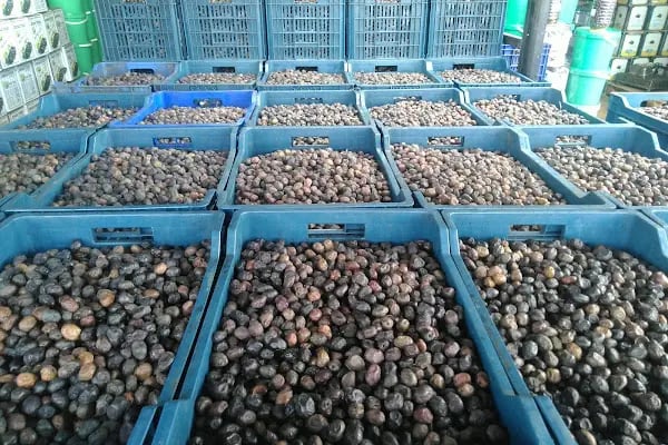 Gemlik Zeytin Hali - Resim 18