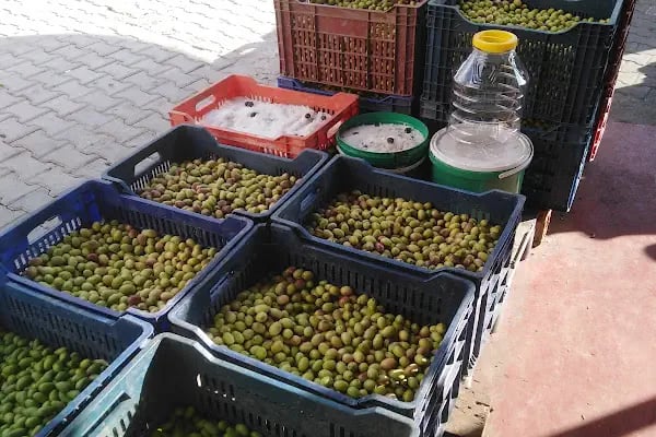 Gemlik Zeytin Hali - Resim 7
