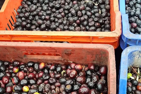 Gemlik Zeytin Hali - Resim 4