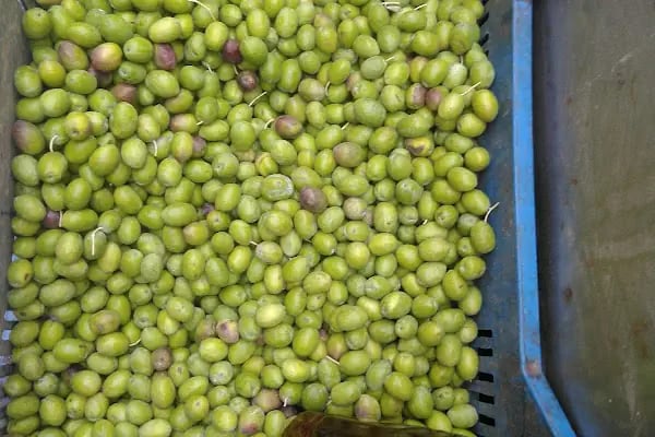 Gemlik Zeytin Hali - Resim 20