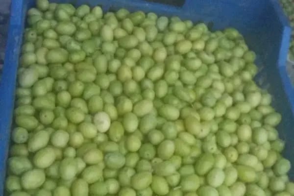 Gemlik Zeytin Hali - Resim 15