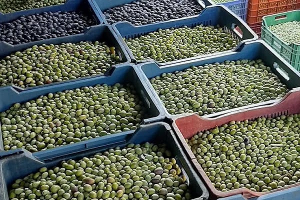 Gemlik Zeytin Hali - Resim 12