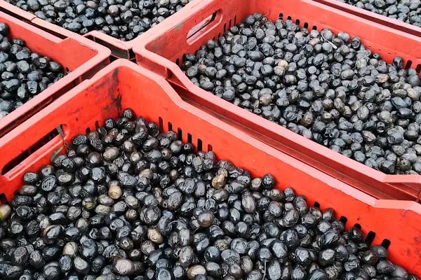 Gemlik Zeytin Hali - Resim 13