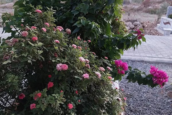 Cihadiye Mezarlığı - Resim 7