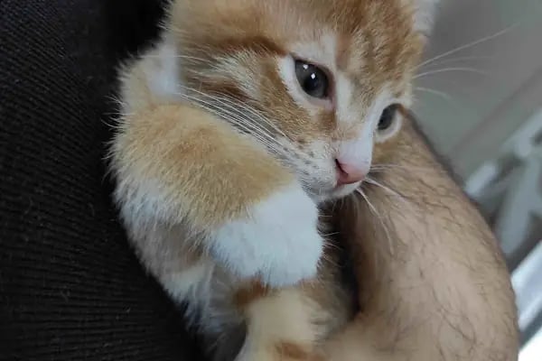 VETCLASS VETERİNER KLİNİĞİ - Resim 16