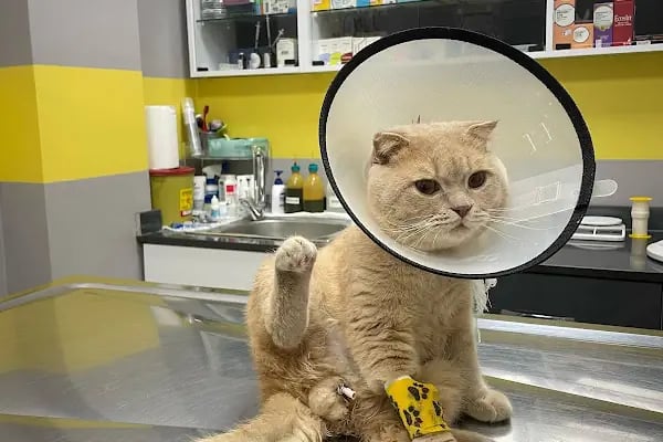 VETCLASS VETERİNER KLİNİĞİ - Resim 3
